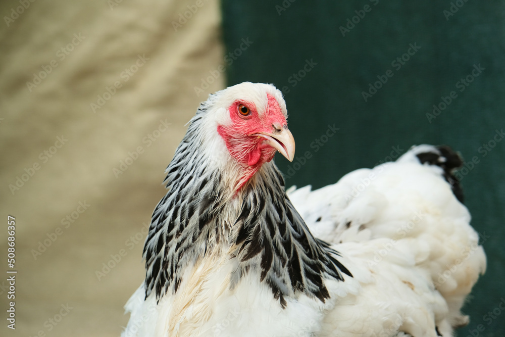 Portrait Brahma Farm Hen on Blurred Coop. Selective Focus Chicken For Poultry Breeding