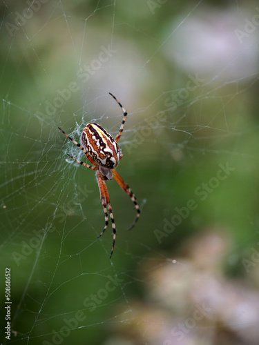 Aculepeira armida. Spider in its natural environment.