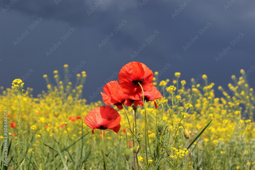 Obraz premium Маки