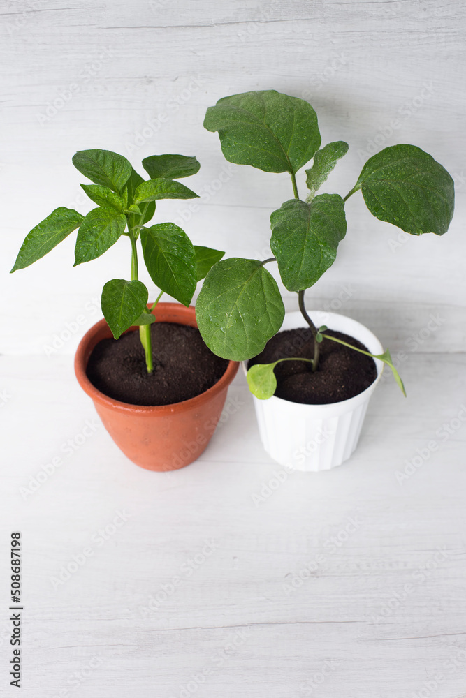 Fototapeta premium pepper and eggplant plants with water drops on the leaves, in a pot on a white background