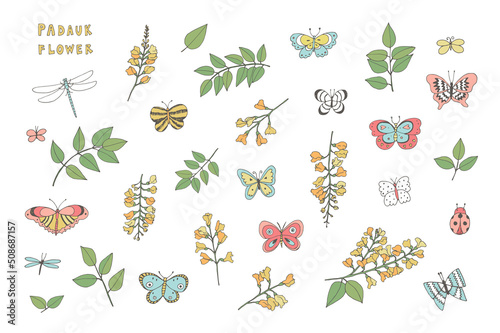 Padauk Flower and butterflies vector illustrations set white background