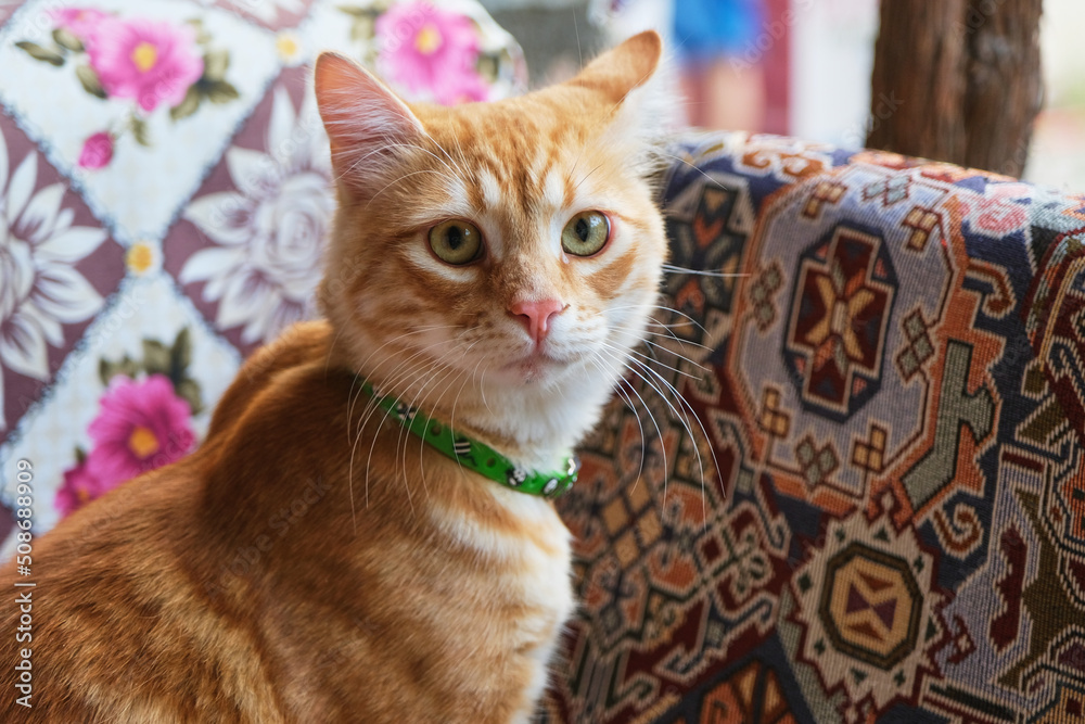 Orange Cat Portrait on Oriental Patterned Sofa. Selective Focus Orange Tabby Cat, Good Things About Living On a Farm
