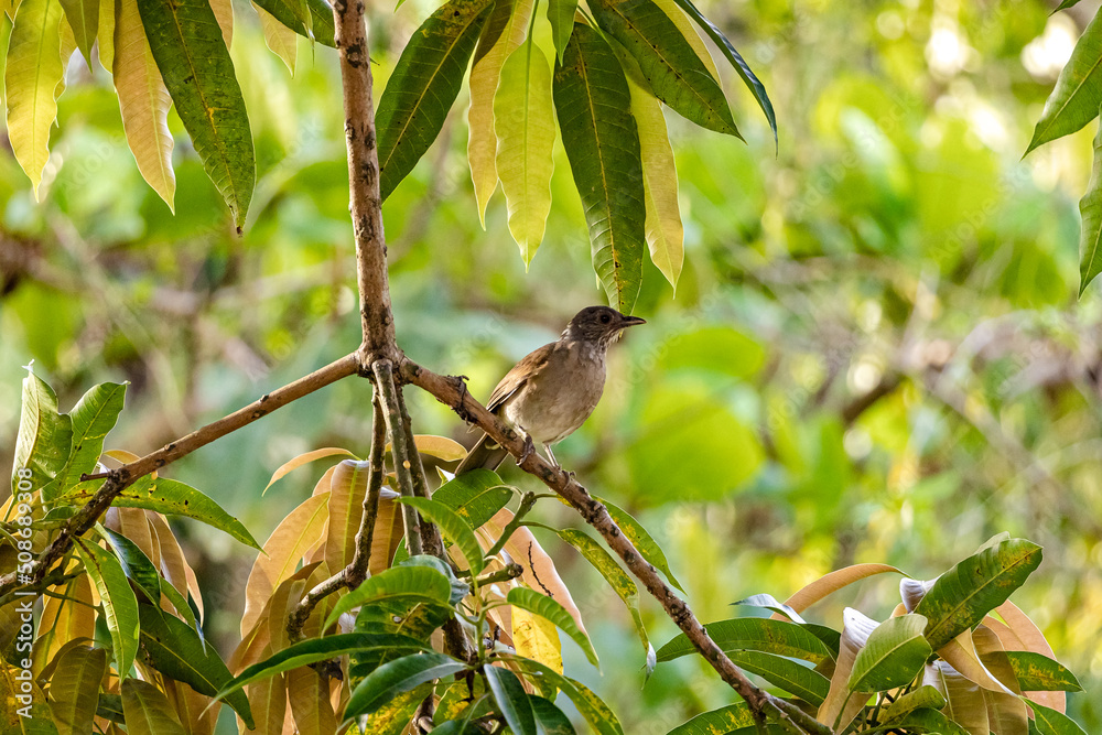 Obraz premium Bird