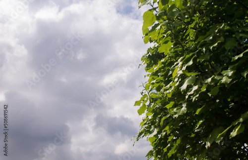 green leaves on the background of clouds