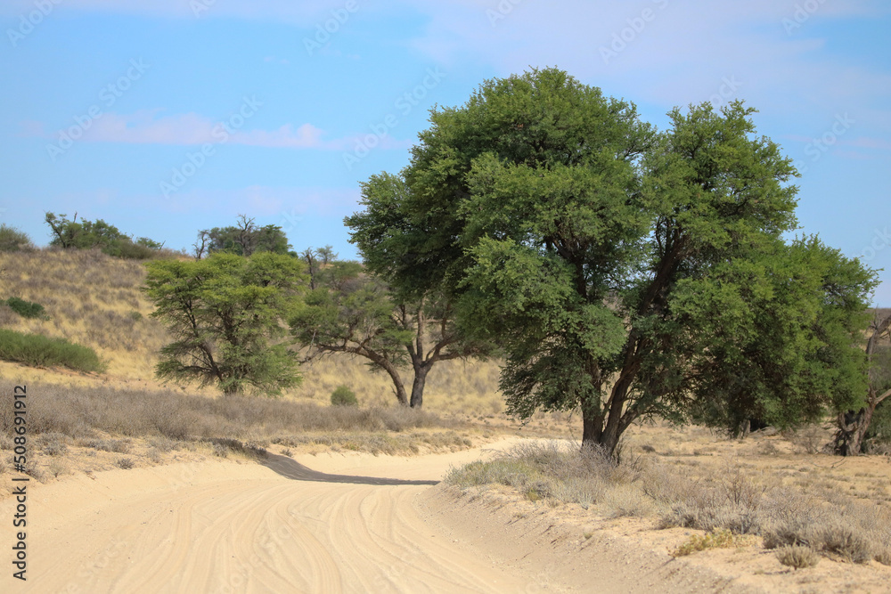 Open dirt road in the Kgalagadi, South Africa