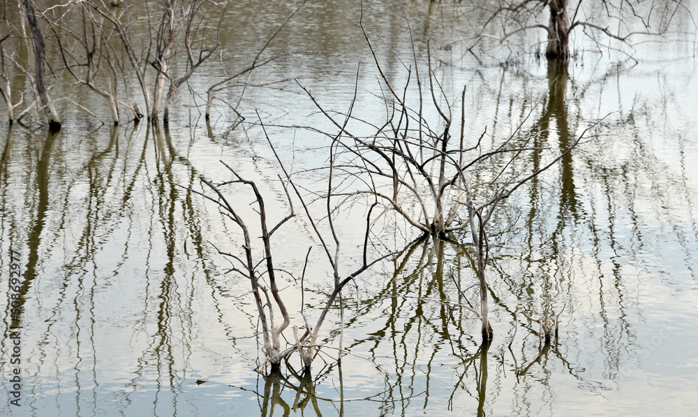 Obraz premium Reflected of dried tree on water surface