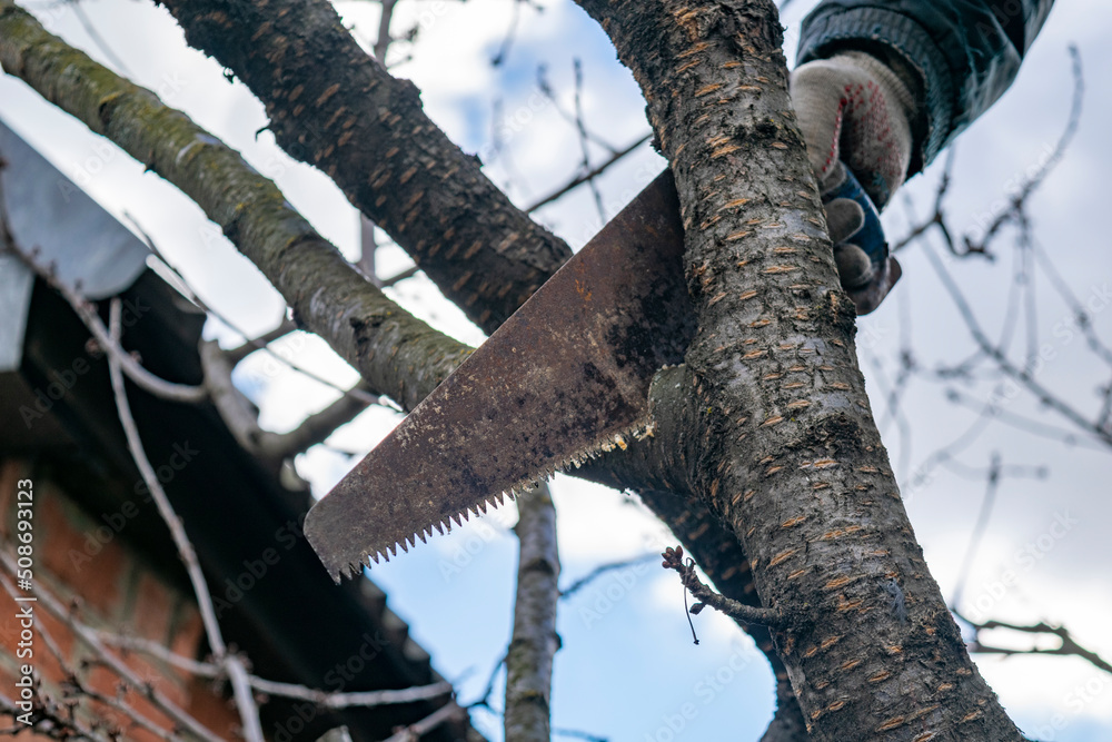 Cutting old branch of tree. Pruning trees in garden by a hacksaw Cutting old branch of tree. Pruning trees in garden by a hacksaw
