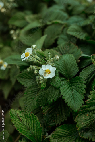 white flower in a garden