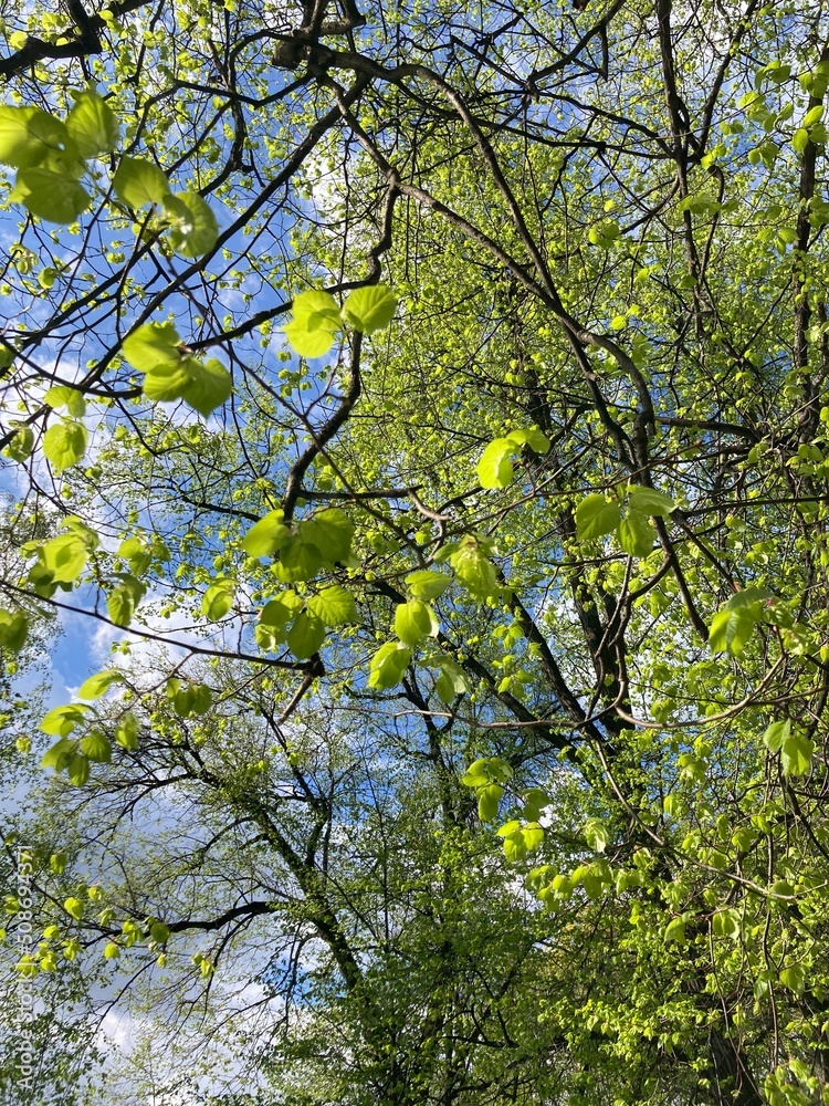 spring in the forest spring in the forest