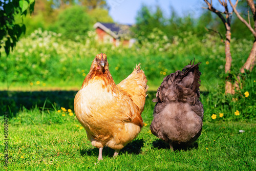 Two light red brown hens in garden, one is picking grass and turned with back to camera