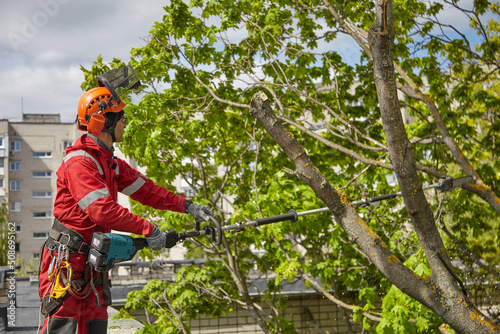 Tree surgeon. Working with a chainsaw. Sawing wood with a chainsaw.