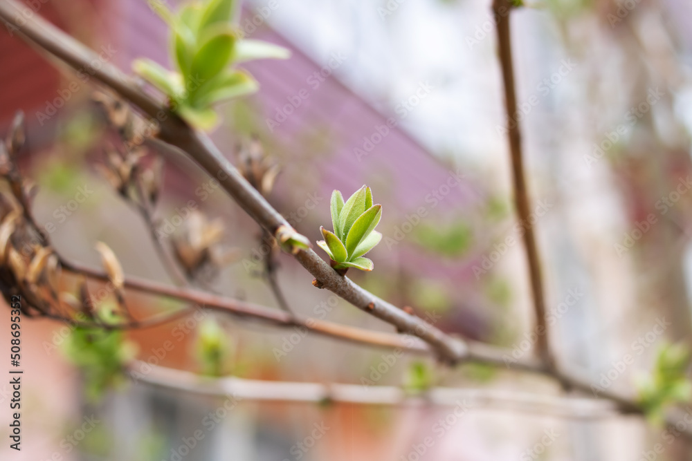 Young green leaves on a tree branch Young green leaves on a tree branch