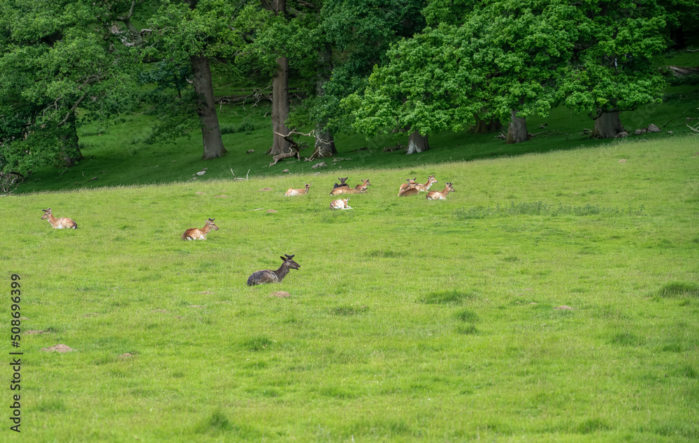 deer grazing on green pasture in the grounds of Welsh estate deer grazing on green pasture in the grounds of Welsh estate
