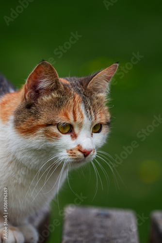 White-red stray cat hunts birds © Оля Захаркова