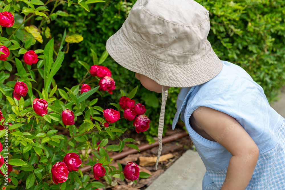 A small child in a panama hat smells of pink roses in the garden in summer