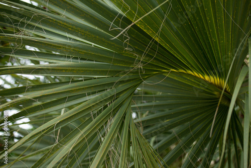 Palm Frond Curling Around