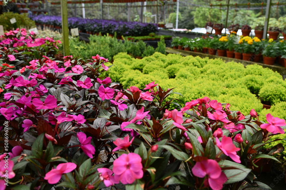 Fototapeta premium The Beautiful Flowers and Grass Beds of Cameron Highlands Malaysia