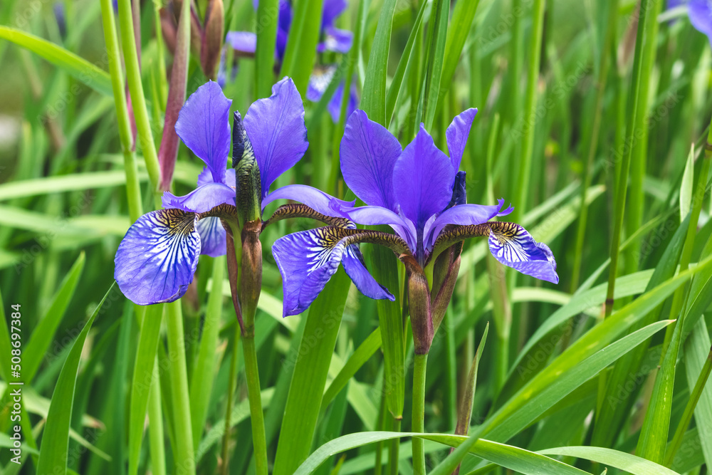 Mini blue Irises on a green grass natural background. Summer mood. Beautiful purple flowers of iris in the meadow. Mini blue Irises on a green grass natural background. Summer mood. Beautiful purple flowers of iris in the meadow.