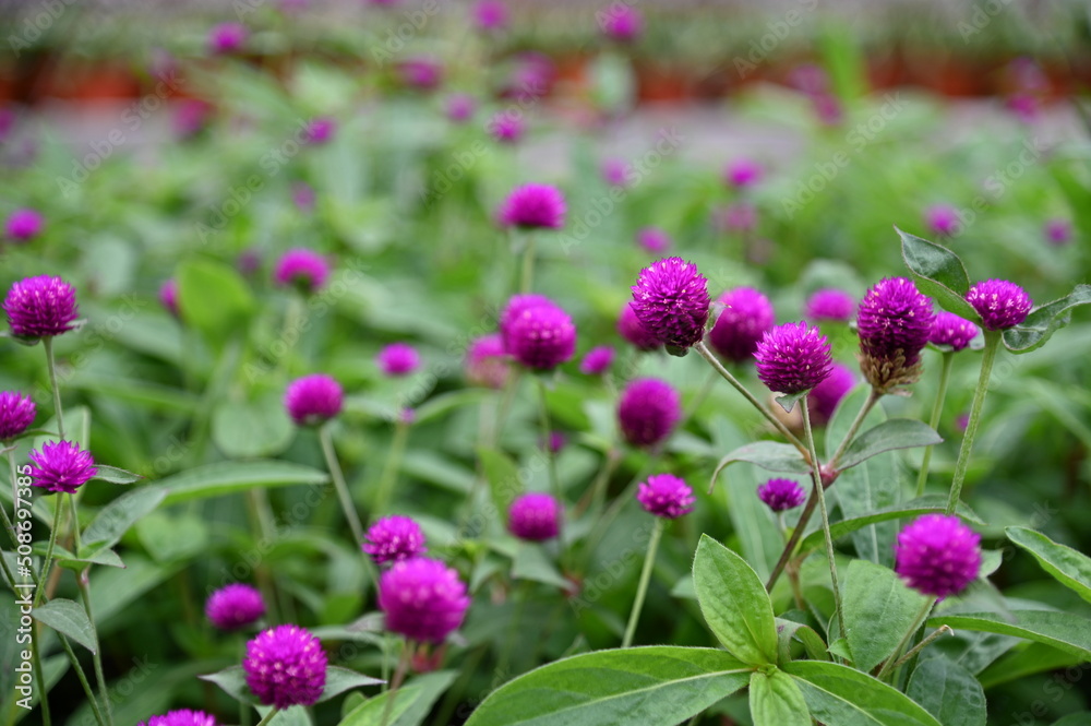 The Beautiful Flowers and Grass Beds of Cameron Highlands Malaysia The Beautiful Flowers and Grass Beds of Cameron Highlands Malaysia