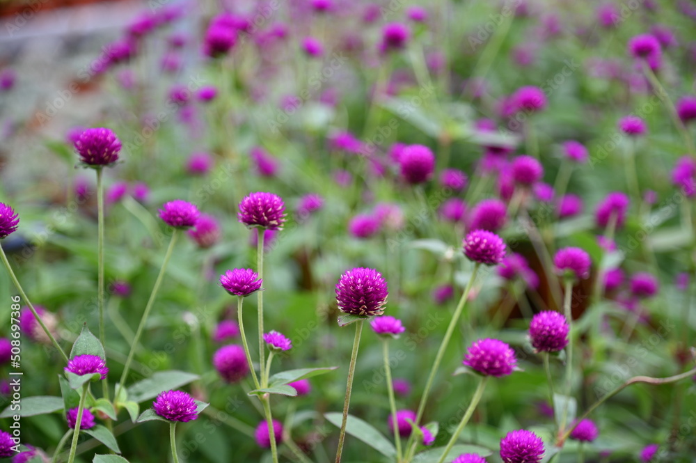The Beautiful Flowers and Grass Beds of Cameron Highlands Malaysia The Beautiful Flowers and Grass Beds of Cameron Highlands Malaysia