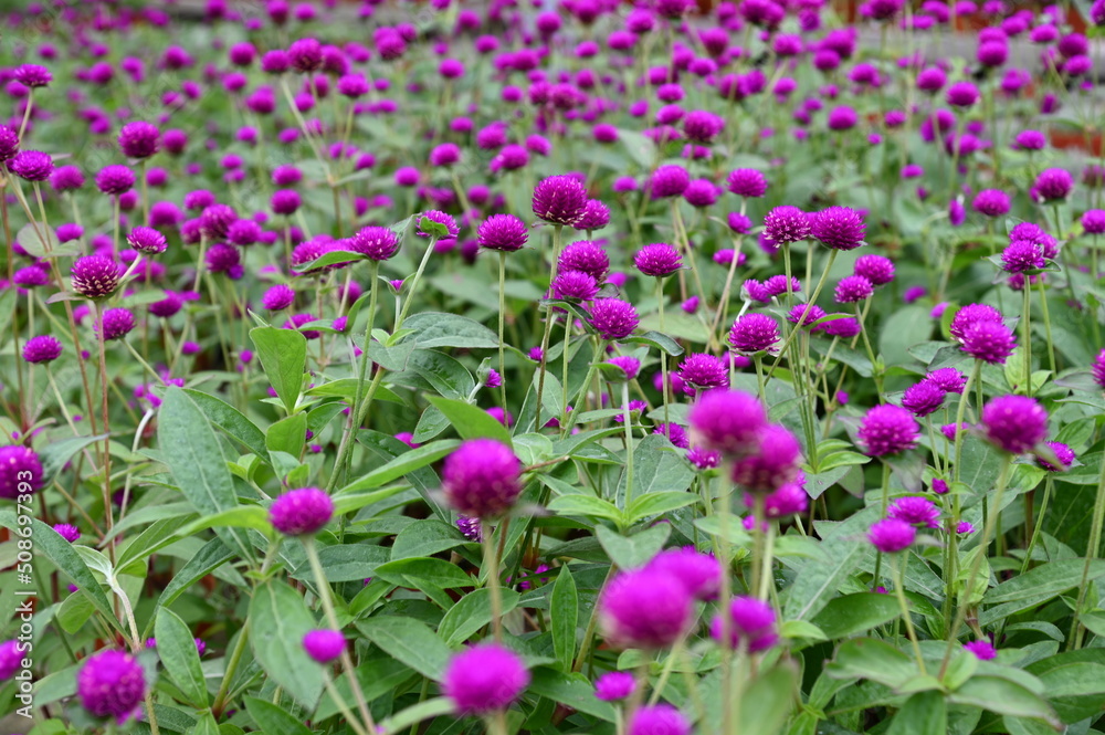 Obraz premium The Beautiful Flowers and Grass Beds of Cameron Highlands Malaysia