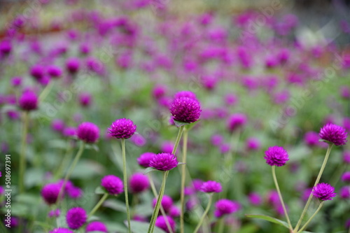 The Beautiful Flowers and Grass Beds of Cameron Highlands Malaysia