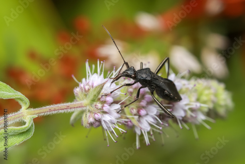 Close up shot of Black insect collecting pollen from the purple flowers © SNEHIT PHOTO