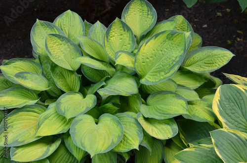 Obraz na płótnie Bright Green Hosta Guacamole Plants growing in the garden