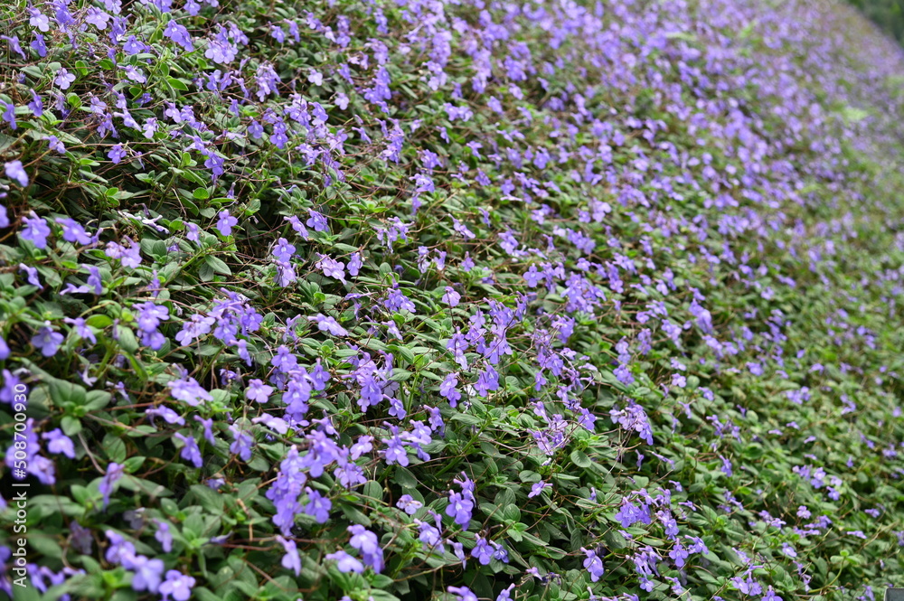 The Beautiful Flowers and Grass Beds of Cameron Highlands Malaysia The Beautiful Flowers and Grass Beds of Cameron Highlands Malaysia