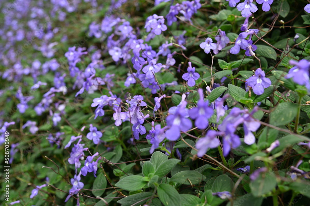 The Beautiful Flowers and Grass Beds of Cameron Highlands Malaysia