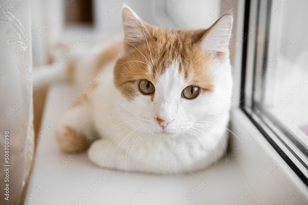 An orange, white cat is resting on a windowsill. Cat with beautiful orange eyes.