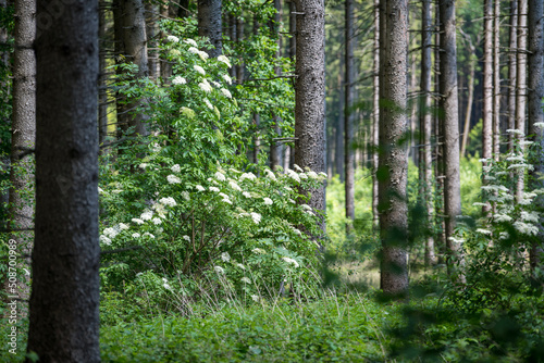 Hollerstrauch bl  ht im Wald - elderberry in forest in spring