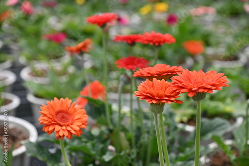 The Beautiful Flowers and Grass Beds of Cameron Highlands Malaysia