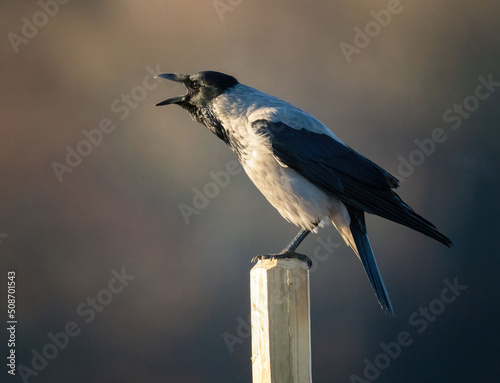 hooded crow (Corvus cornix) Crow.