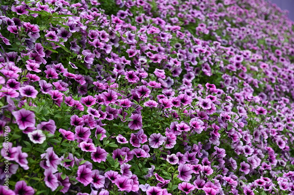 The Beautiful Flowers and Grass Beds of Cameron Highlands Malaysia