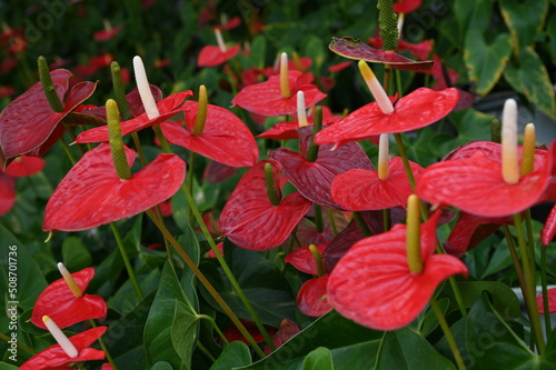 Obraz na płótnie The Beautiful Flowers and Grass Beds of Cameron Highlands Malaysia w salonie