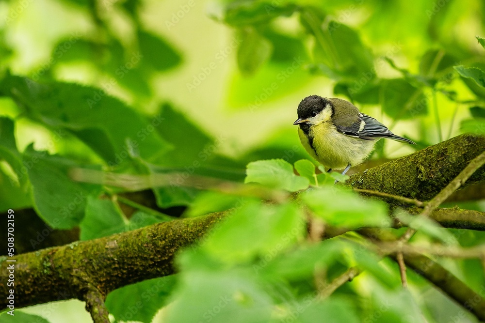 The great tit, a cute yellow and grey fledgling with black head, perching on a branch. Fresh green leaves around.