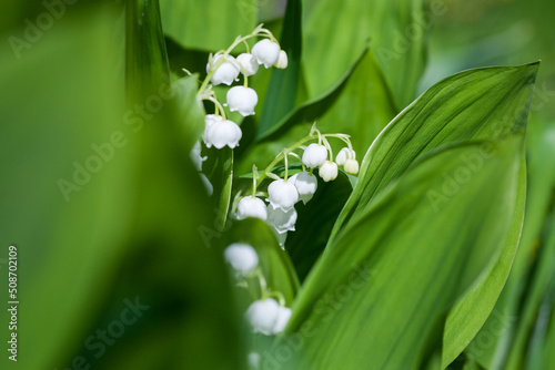 Lily of the valley in bloom, close up photo