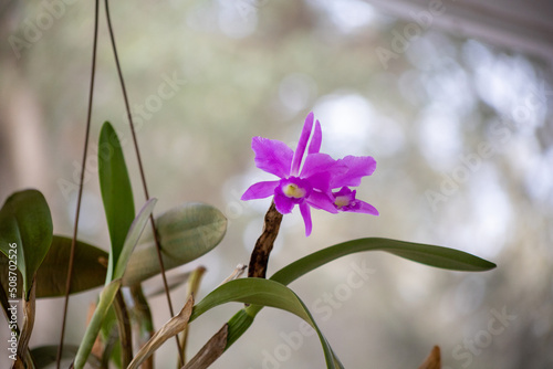 Light purple Molly Tyler orchid in bloom