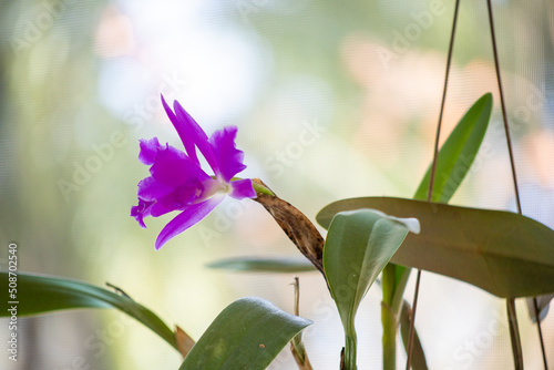 Light purple Molly Tyler orchid in bloom
