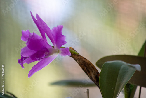 Light purple Molly Tyler orchid in bloom