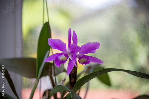Light purple Molly Tyler orchid in bloom