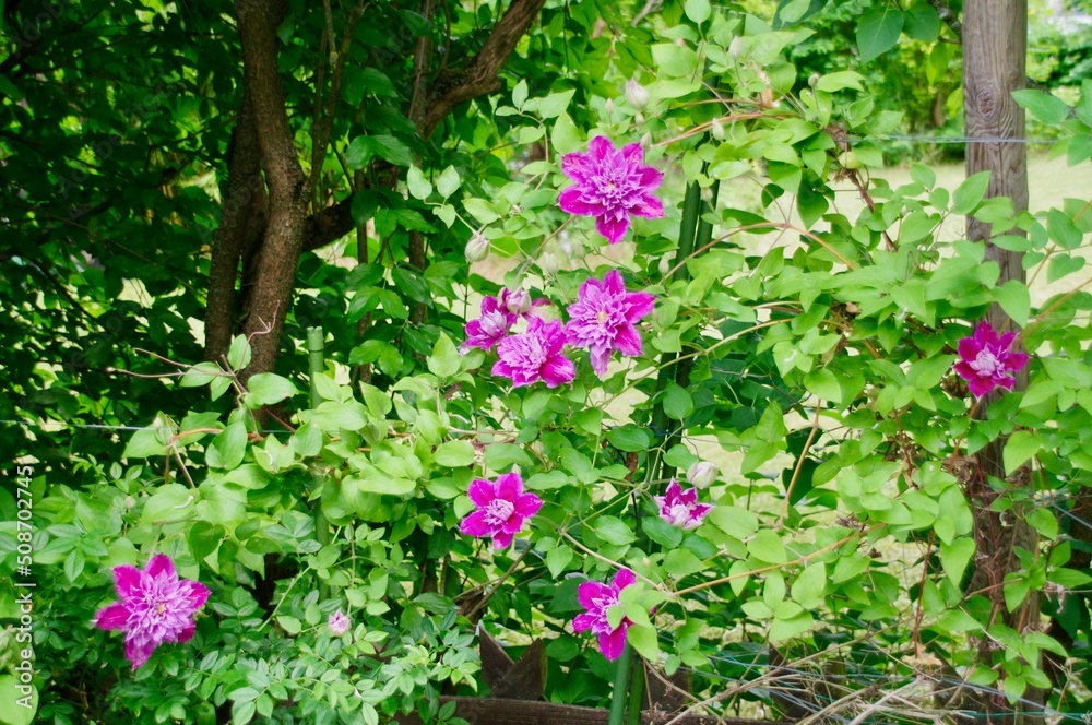 Clematis gefüllt Clematis gefüllt