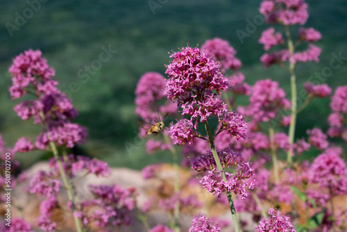 Taubenschw  nzchen an einer Blume