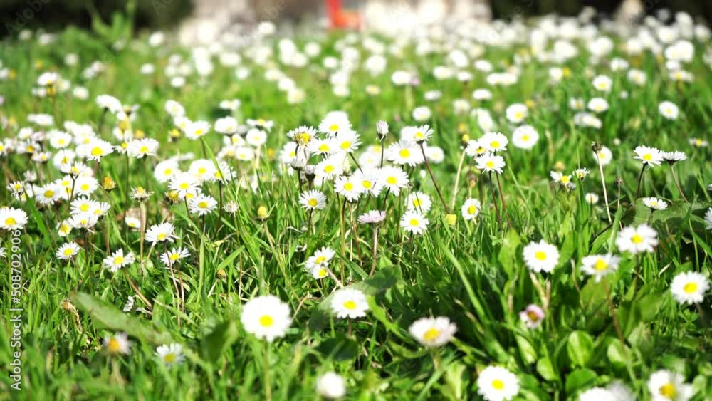 A meadow full of blooming daisies and grass shaken by wind, in spring, in Tuscany, Italy A meadow full of blooming daisies and grass shaken by wind, in spring, in Tuscany, Italy