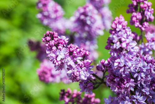 Lilac flowers, Close-up photo