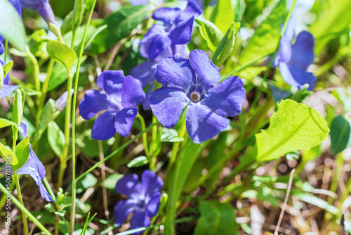 Close up blue flowers Periwinkle  Vinca minor.