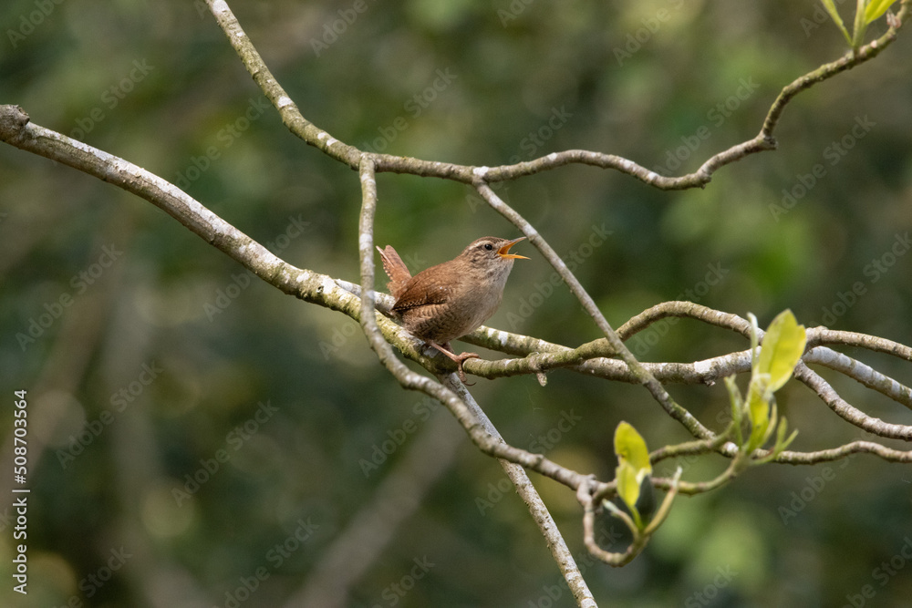 Obraz premium Beautiful wren singing