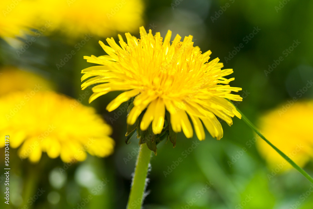 Bright yellow dandelion flower close-up photo Bright yellow dandelion flower close-up photo