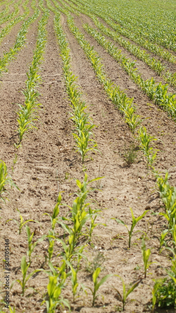 field of corn in the field
